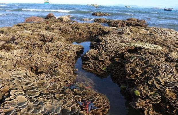 Phú Yên nỗ lực bảo tồn bền vững quần thể rạn san hô Hòn Yến