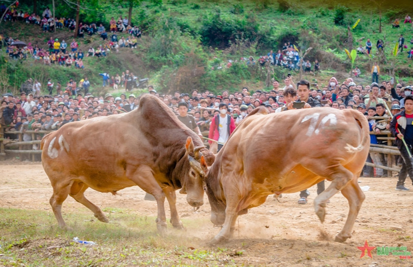 Đặc sắc lễ hội chọi bò ở huyện vùng cao Bảo Lâm (Cao Bằng)
